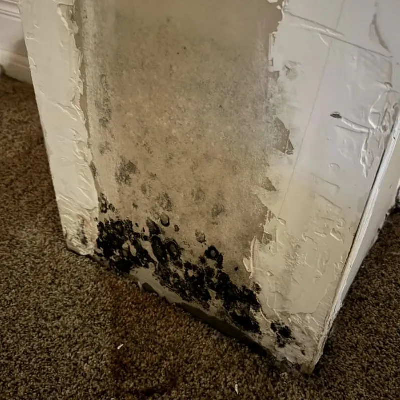 Professional Mold Removal in Ebensburg, PA